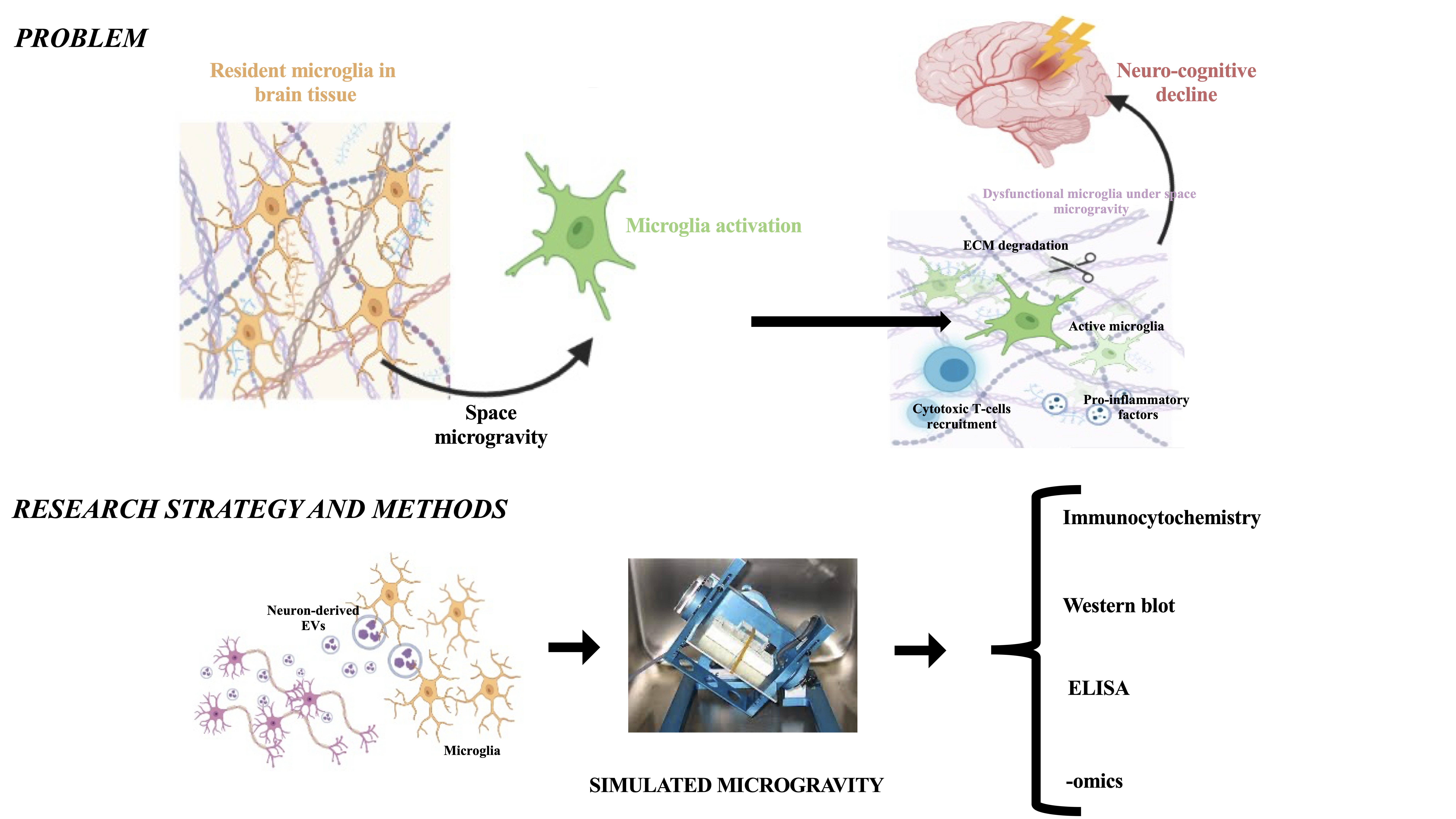 Modulation Of Microglia through Extracellular Vesicles in Altered gravity (-MOM EVA-)