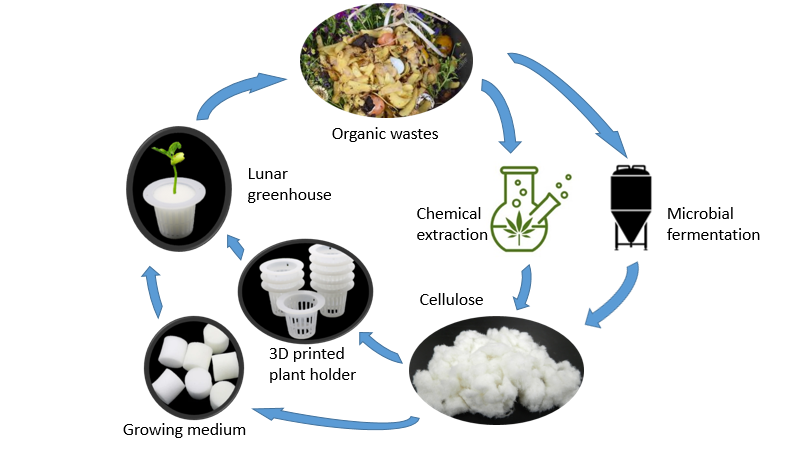 In-situ production of cellulose from organic wastes for use in plants cultivation on a moon base