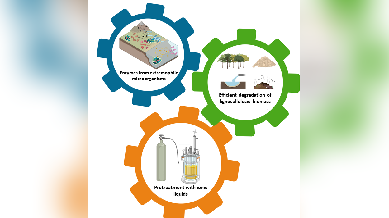 INCITE - Innovative Ionic Liquid-enzyme tandems for enhanced biomass degradation