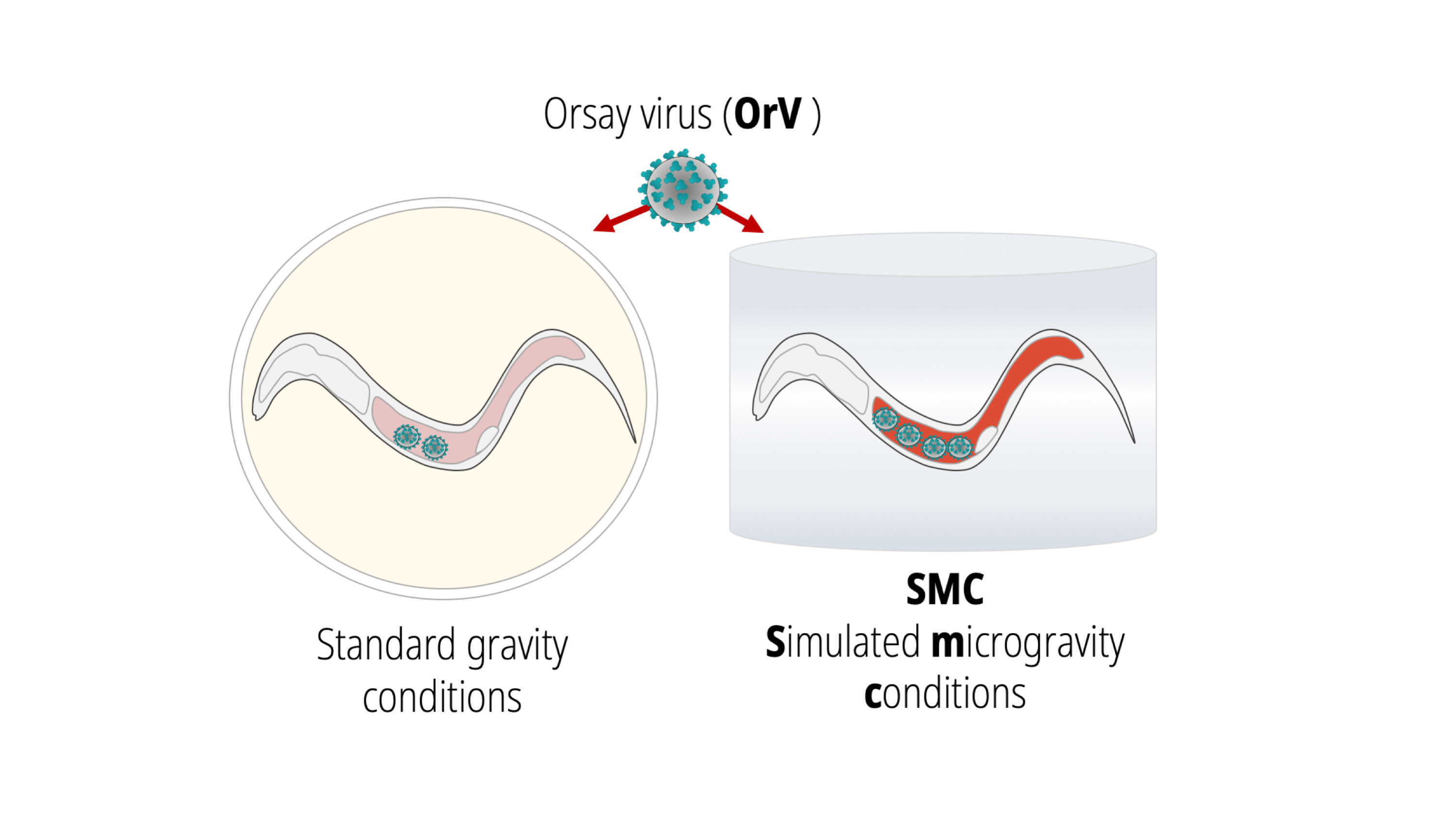 Dynamics of viral infection in simulated microgravity conditions