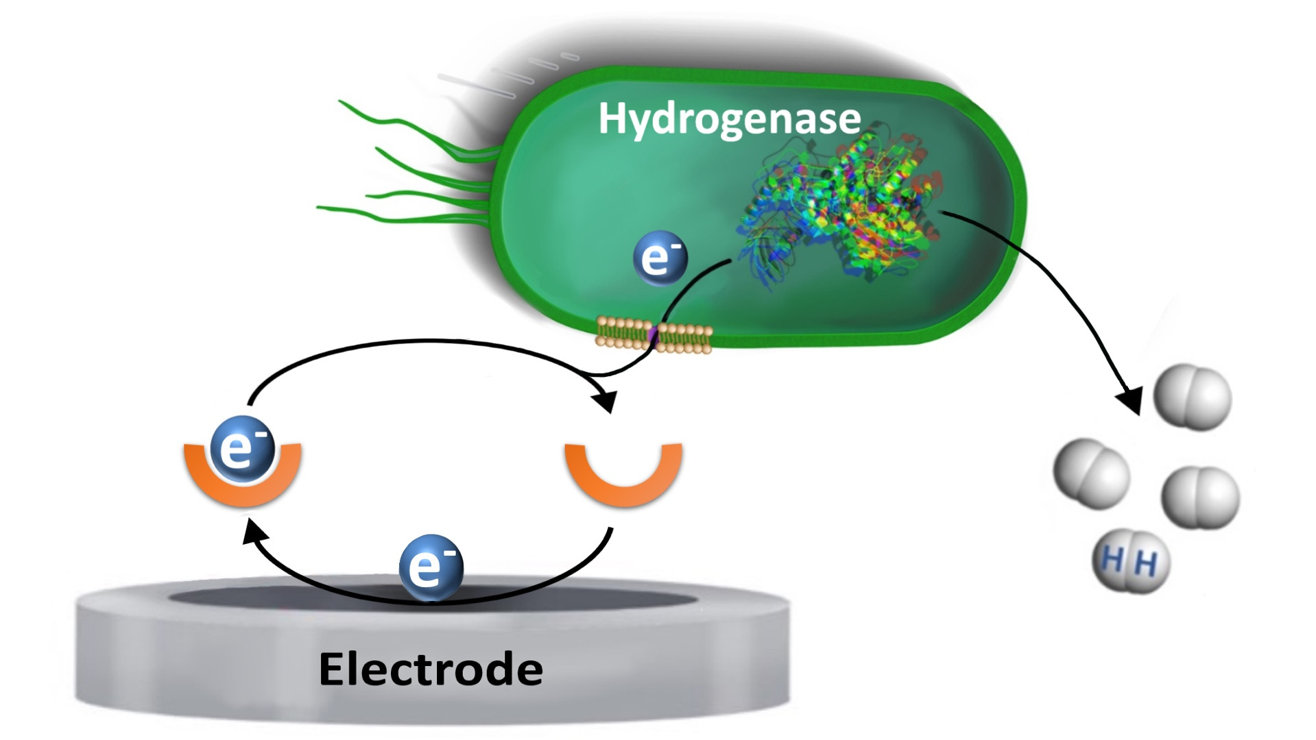 Designing E. coli based biohybrid catalytic systems for sustainable fuel production