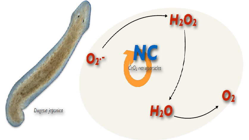 A Deep Characterization of a Nanotechnological Antioxidant for Space Using Simple Invertebrates