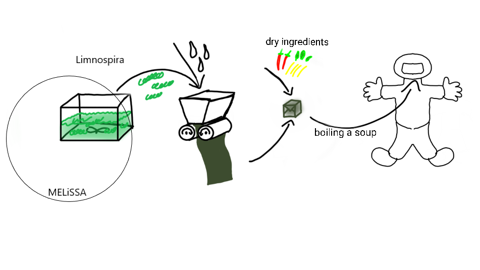 Limnospira-based edible bioplastic thin films for packaging