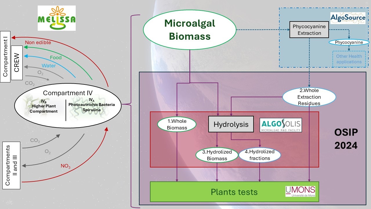 Investigation of the potential of raw and hydrolysed Spirulina biomass for biocontrol and plant biostimulation