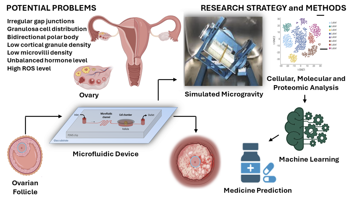 Ovarian follicle-on-chip model for the investigation and treatment of microgravity-dependent abnormalities by using a machine learning approach