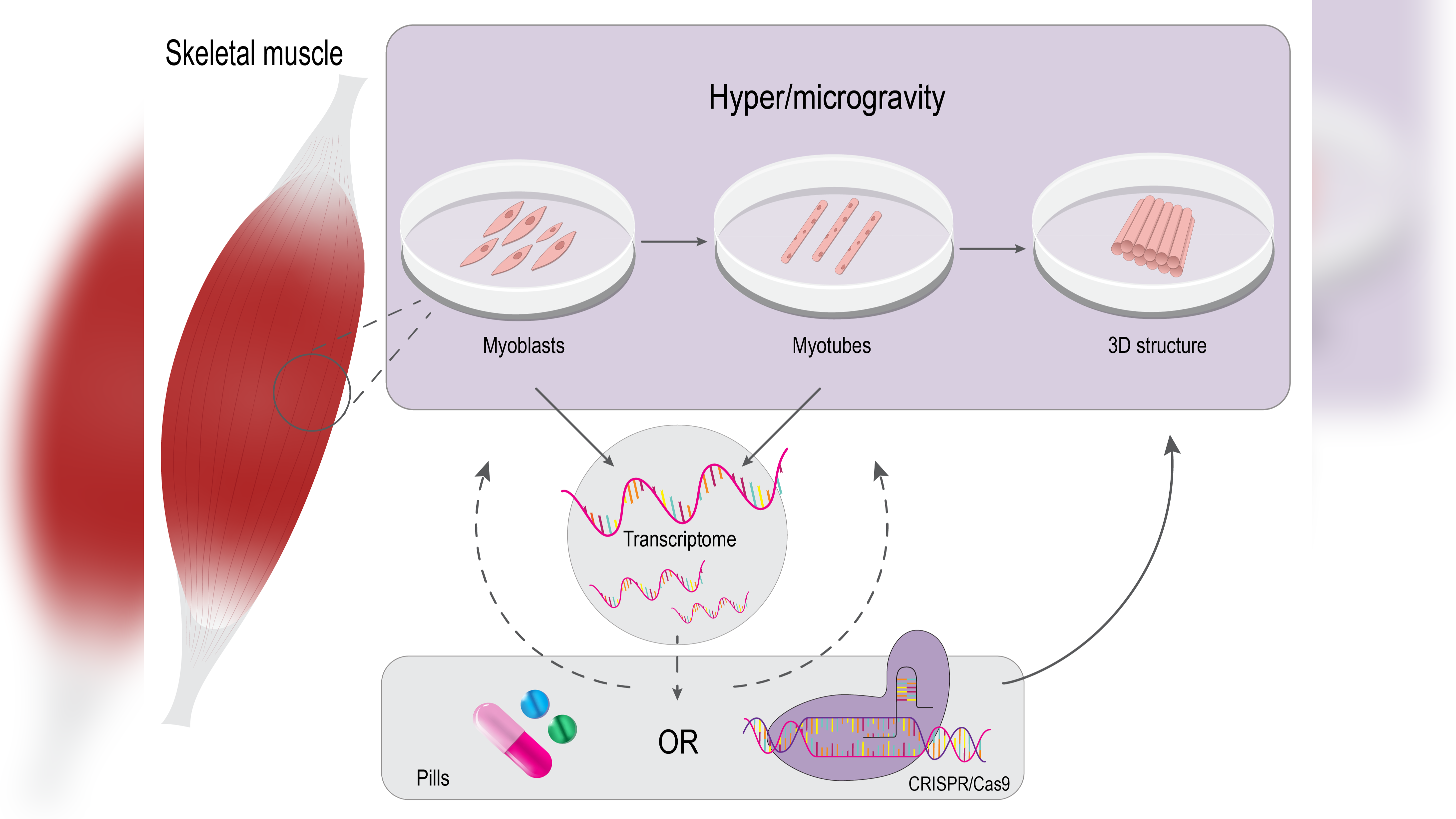 Revealing the impact of Gravity on Skeletal Muscle physiology