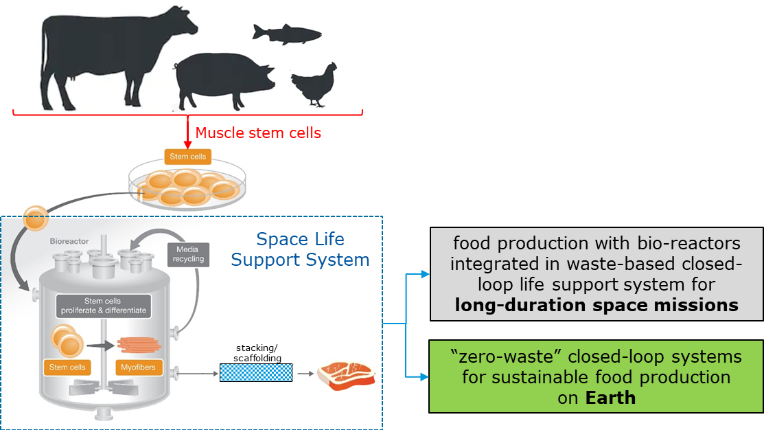 Cellular Agriculture for Future Human Space Missions