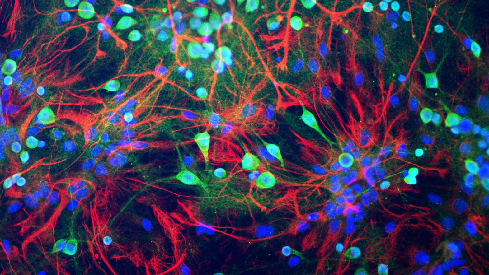 Brain-Inspired Computing with Spiking Neural Networks and RISC-V