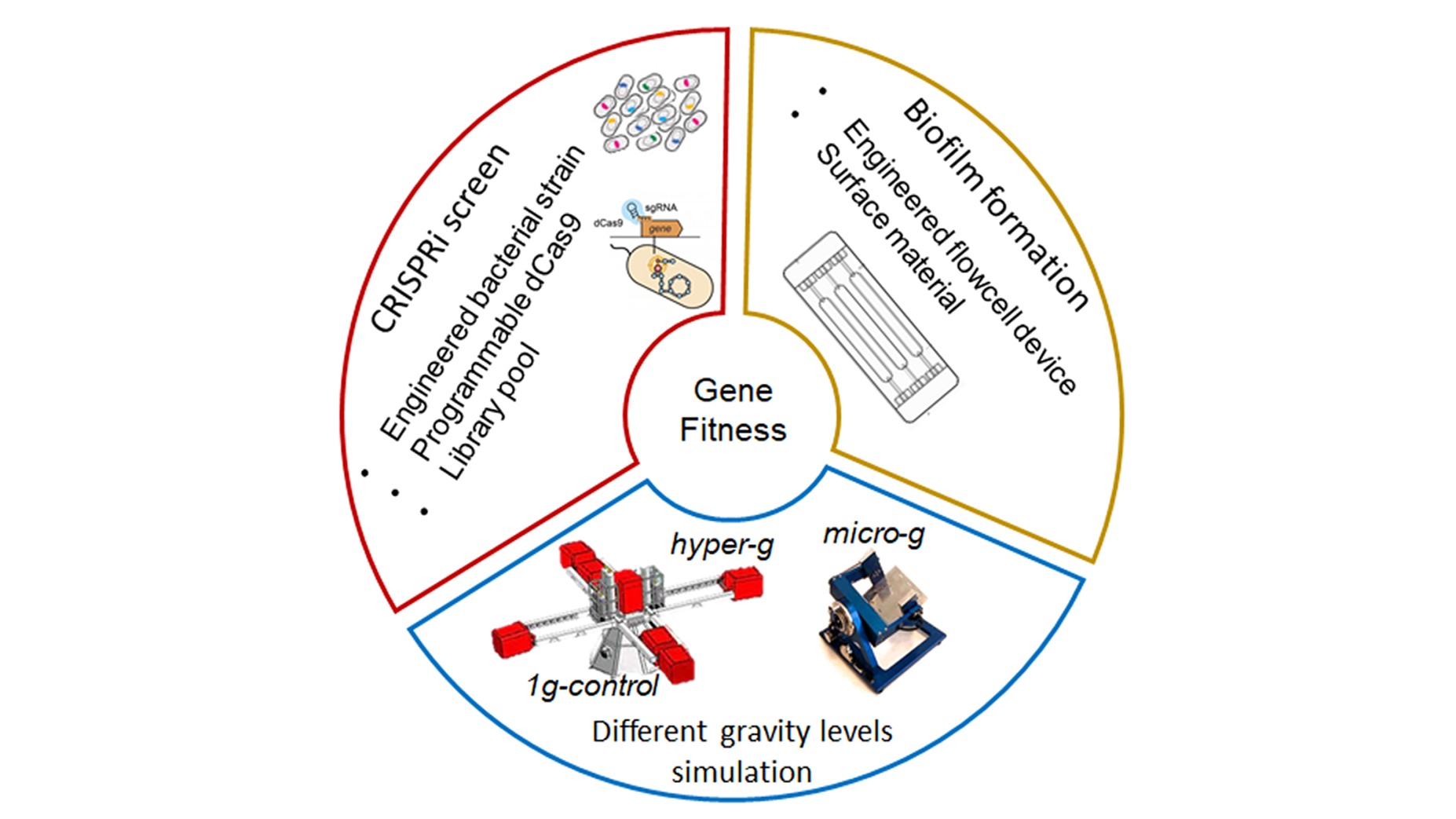 Effect of simulated micro- and hyper-gravity on gene fitness in bacterial biofilms