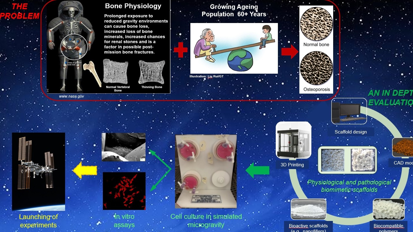 3D printed bone-like scaffolds as a potential means to infer on the osteogenesis process in microgravity