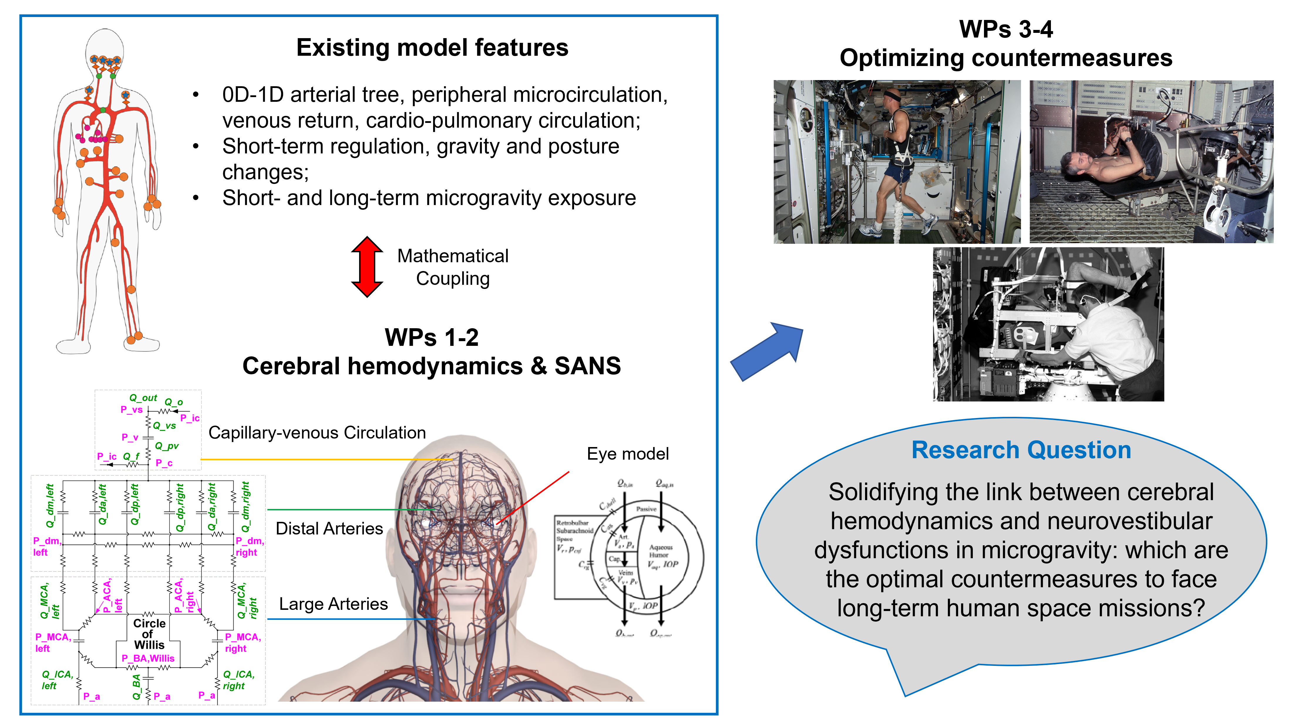 Optimizing countermeasures against cardiovascular deconditioning and cerebral hemodynamics changes in long-term human spaceflights